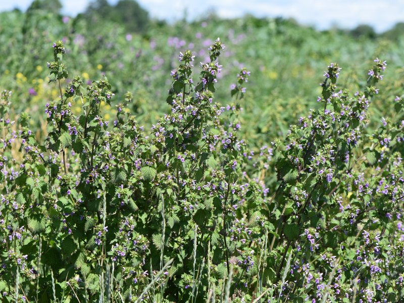 Black Horehound photo 8