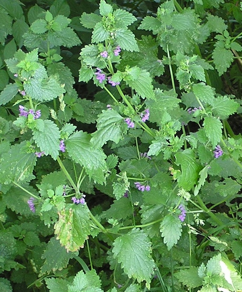 Black Horehound photo 2