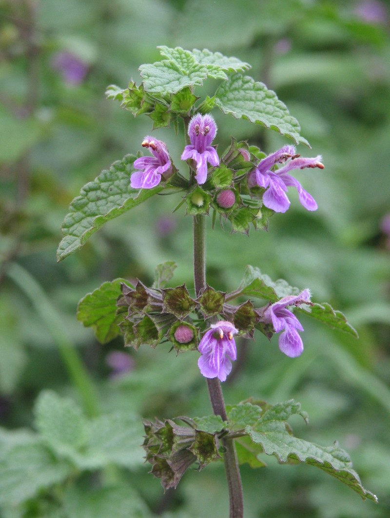 Black Horehound photo 3