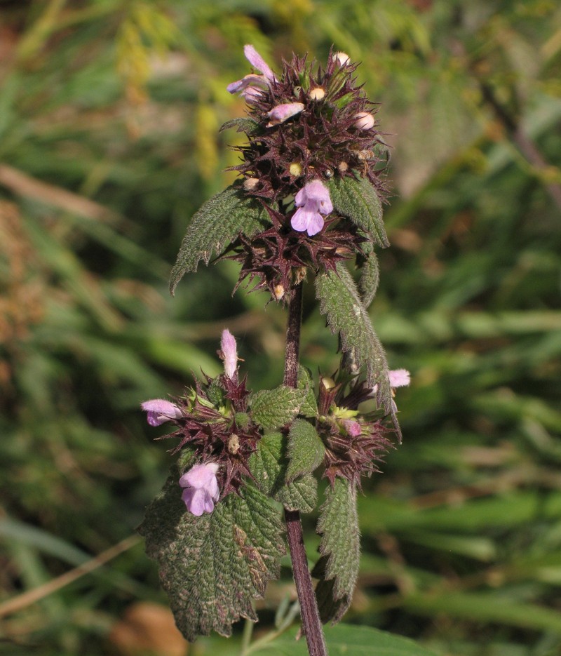 Black Horehound photo 4