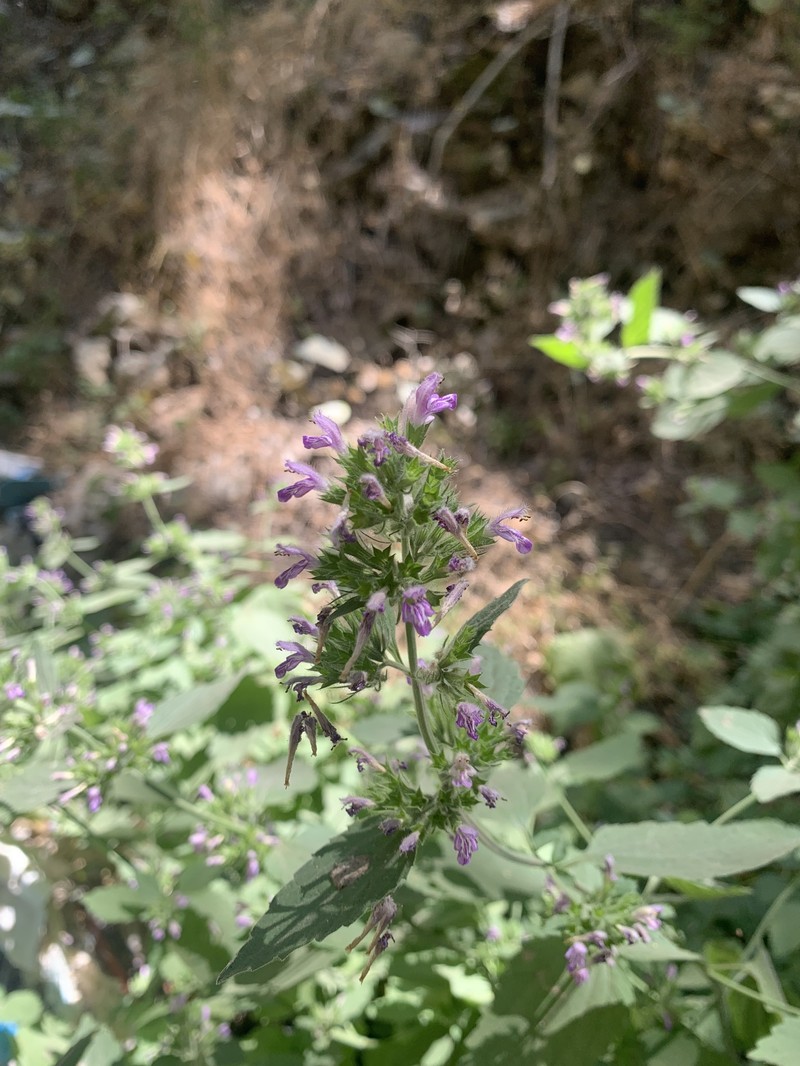 Ballota nigra subsp. kurdica