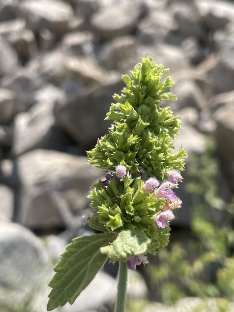 Ballota nigra subsp. kurdica photo 2