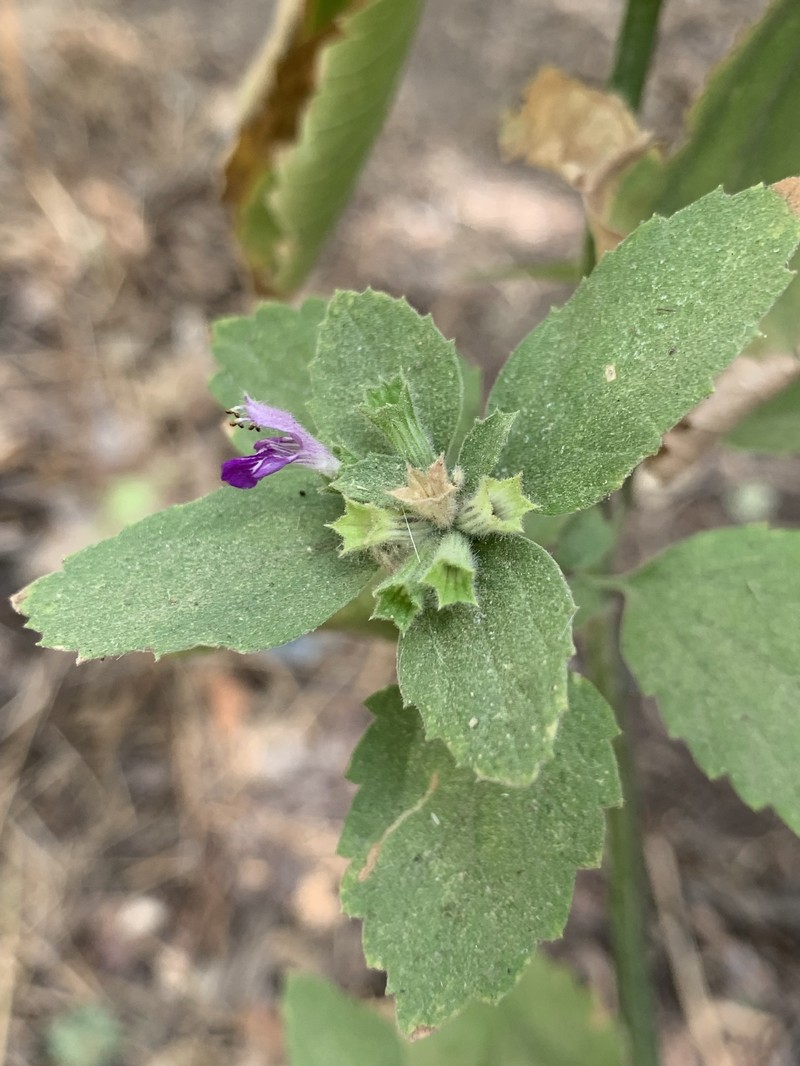 Ballota nigra subsp. kurdica photo 3
