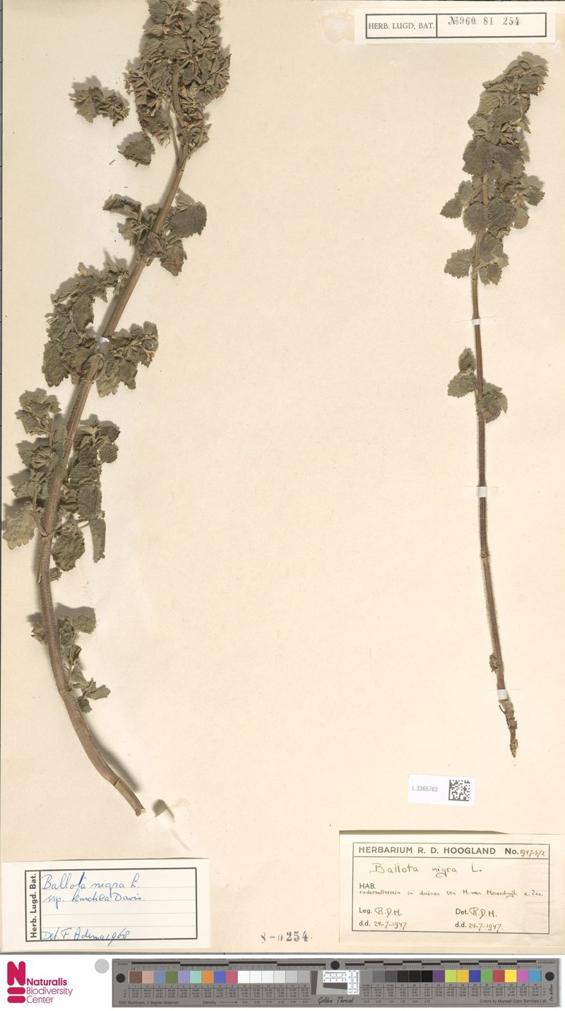 Ballota nigra subsp. kurdica photo 4