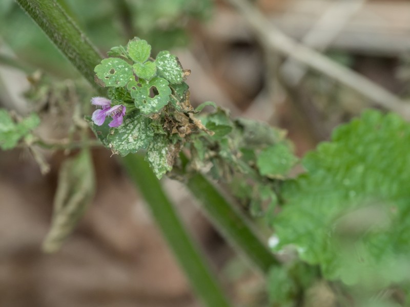 Ballota nigra subsp. nigra