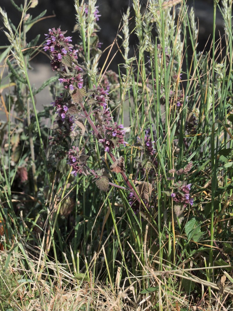 Ballota nigra subsp. nigra photo 3