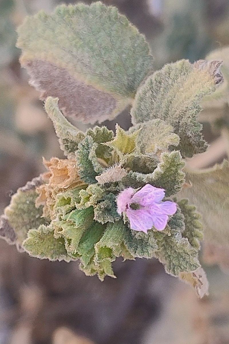 Ballota nigra subsp. ruderalis