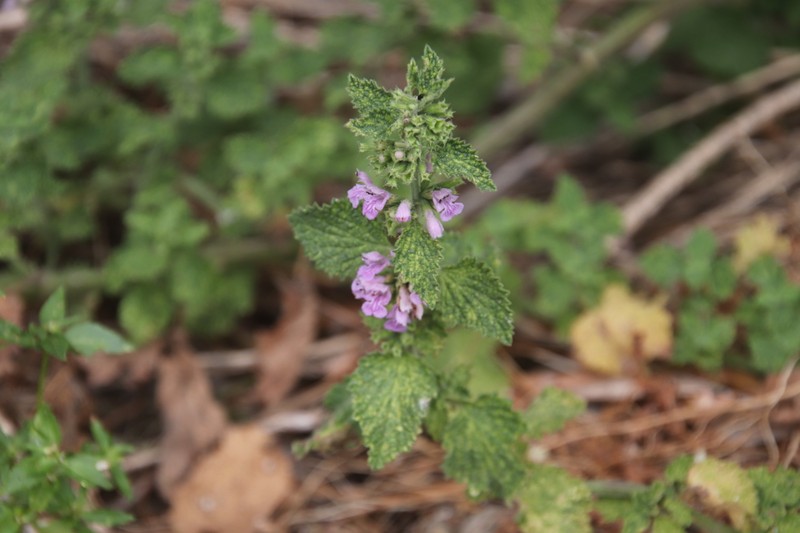 Ballota nigra subsp. ruderalis photo 3