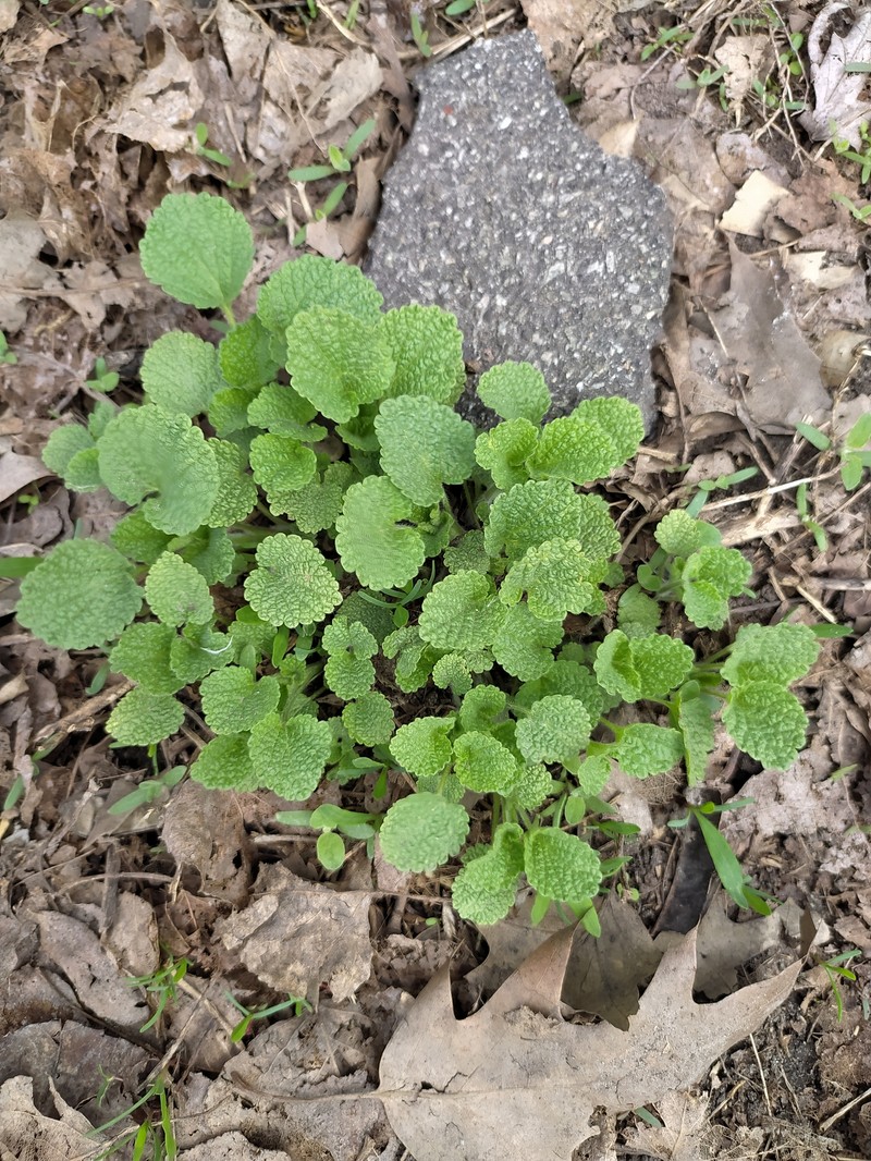 Ballota nigra subsp. ruderalis photo 4