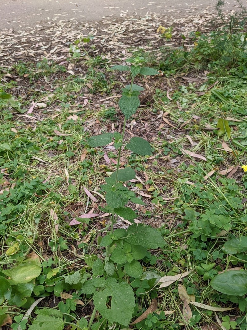 Ballota philistaea