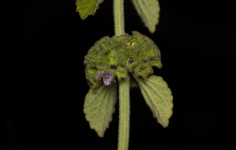Ballota philistaea photo 2