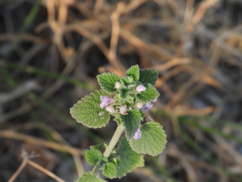 Ballota philistaea photo 3