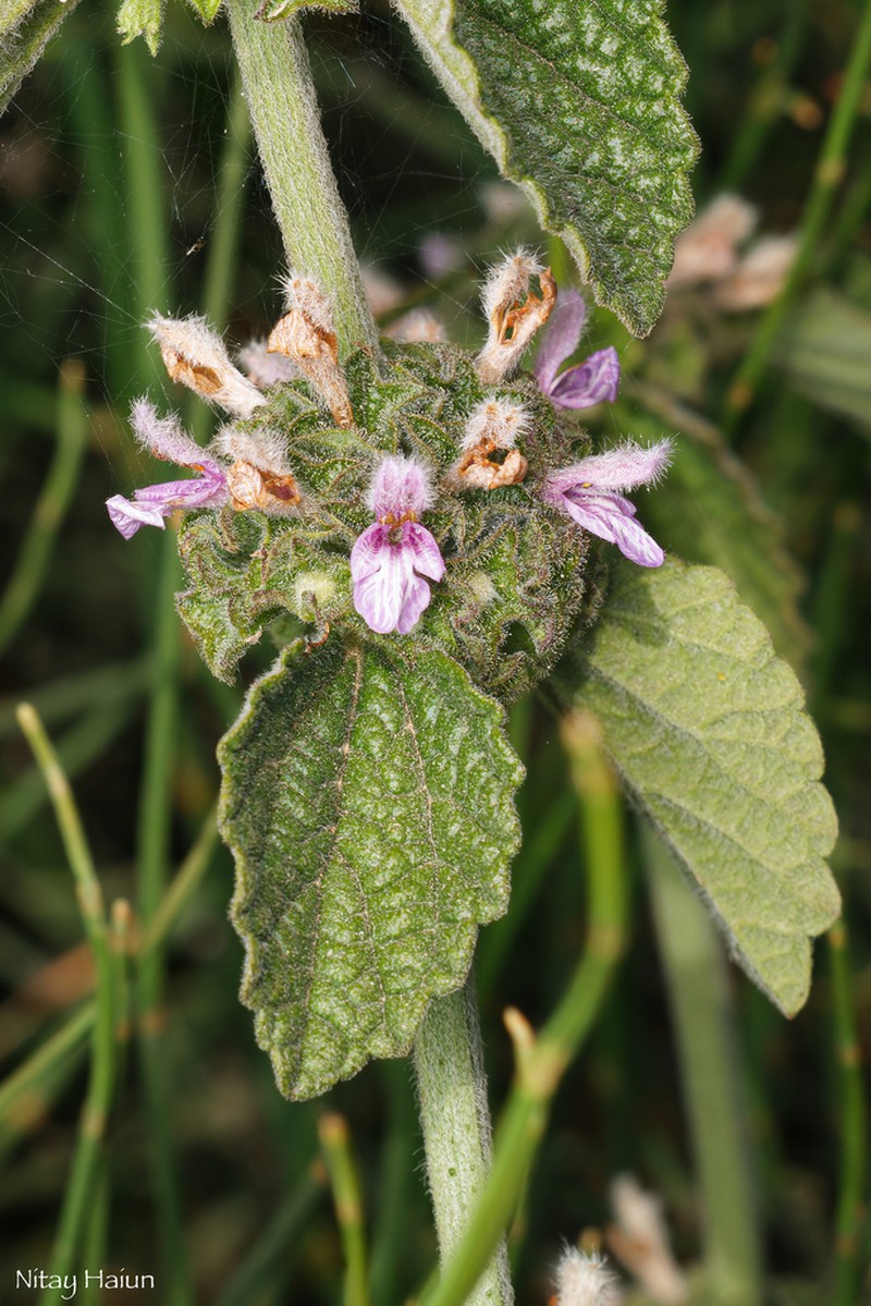 Ballota philistaea photo 4
