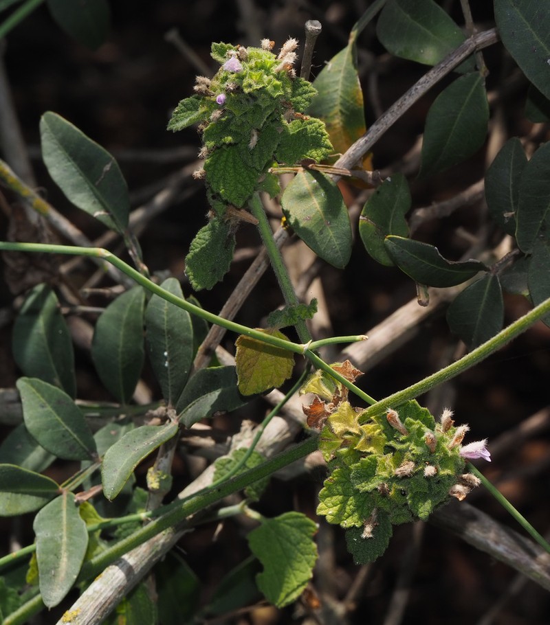 Ballota philistaea photo 5