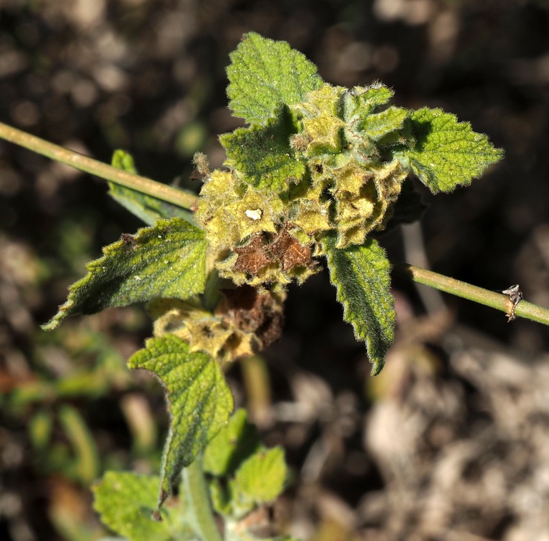 Ballota philistaea photo 6