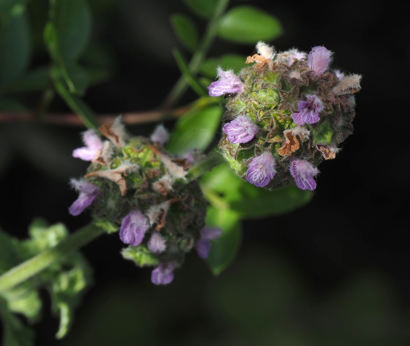 Ballota philistaea photo 7