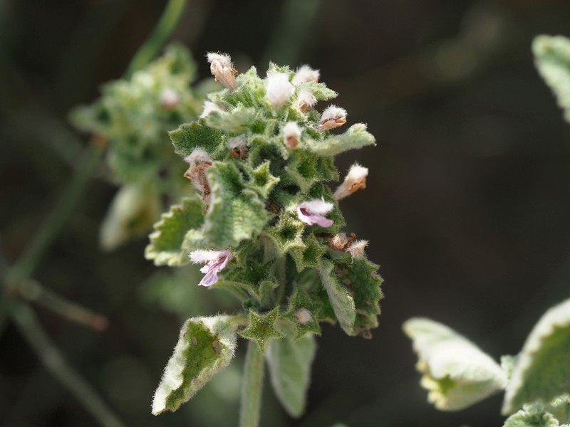 Ballota philistaea photo 8