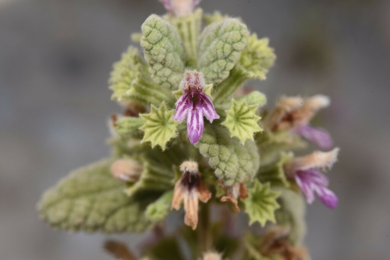 Ballota saxatilis