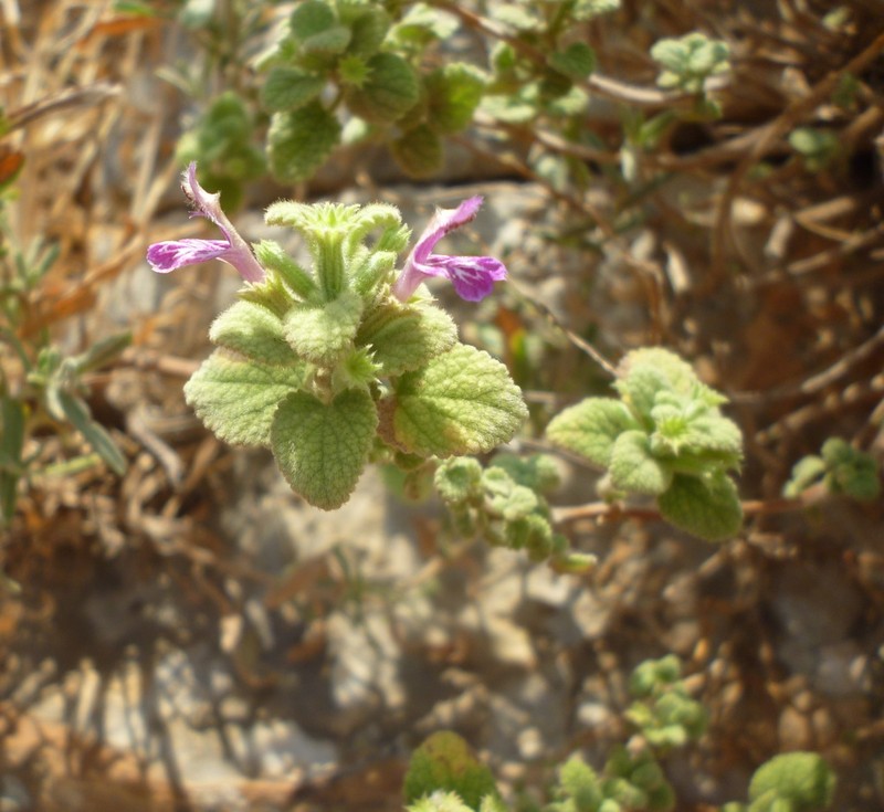 Ballota saxatilis photo 2