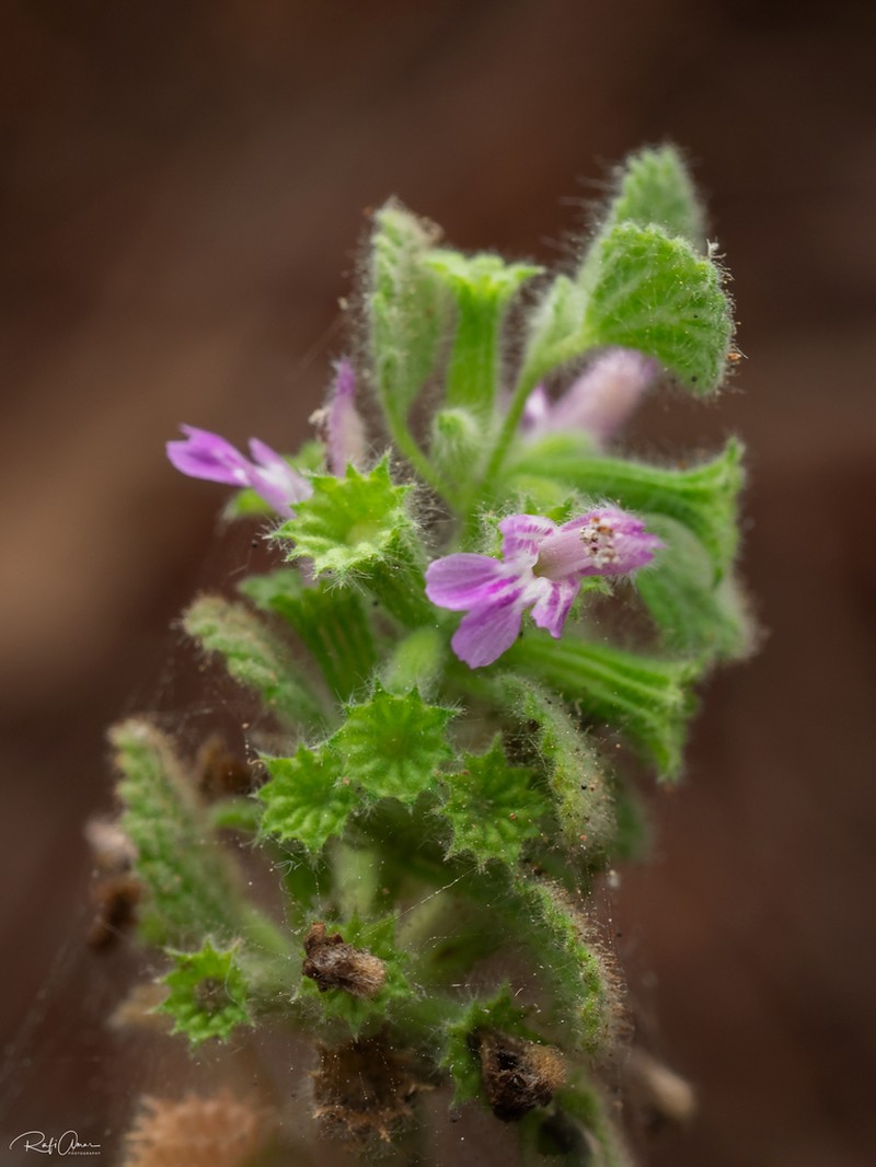 Ballota saxatilis photo 3