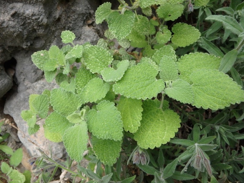 Ballota saxatilis photo 4