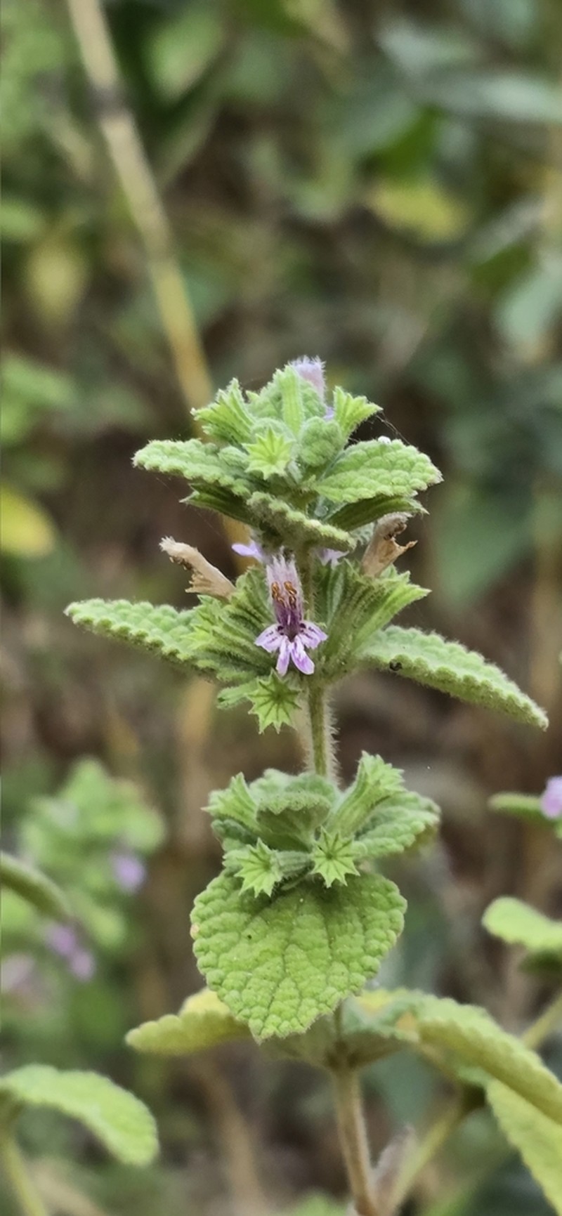 Ballota saxatilis photo 5