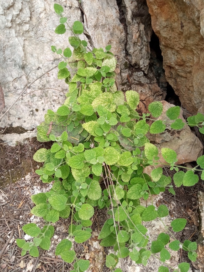 Ballota saxatilis photo 6