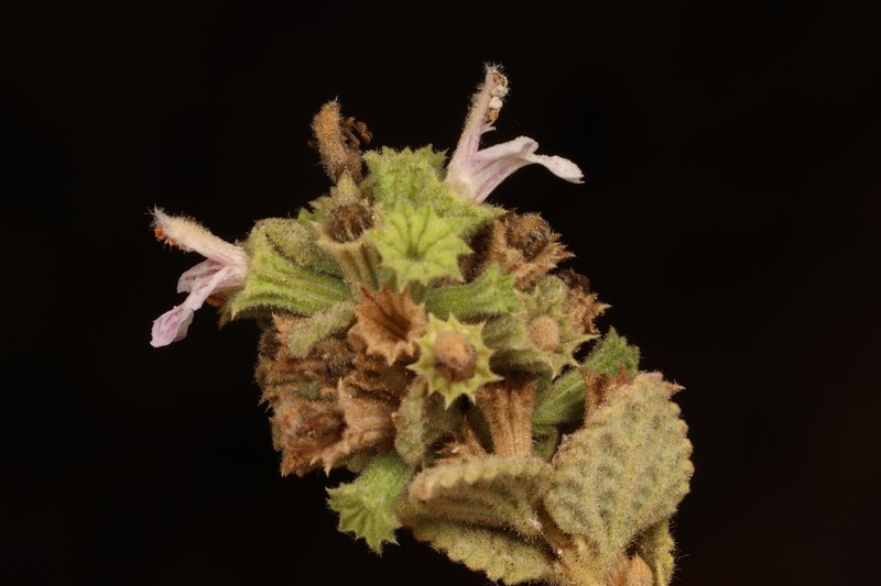 Ballota saxatilis photo 7