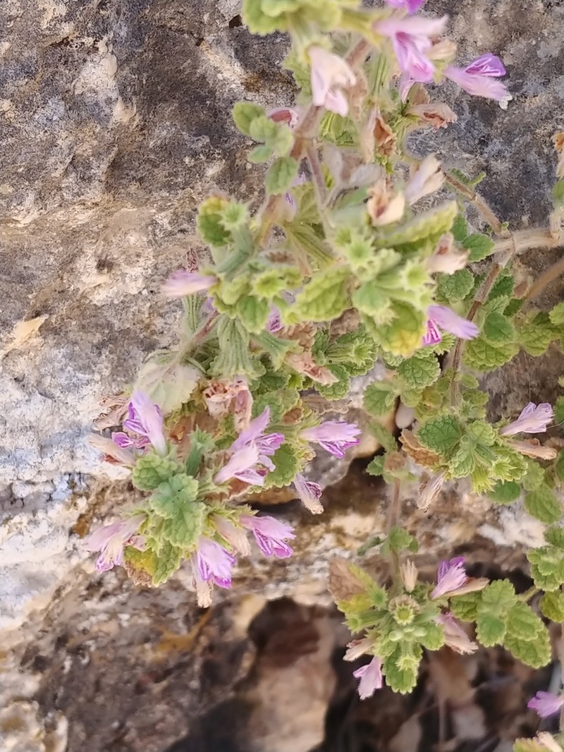 Ballota saxatilis photo 8