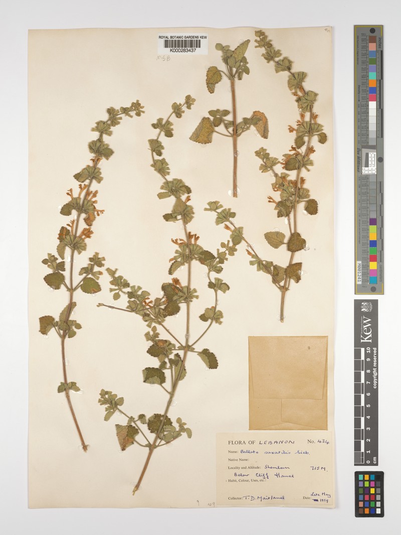 Ballota saxatilis subsp. saxatilis