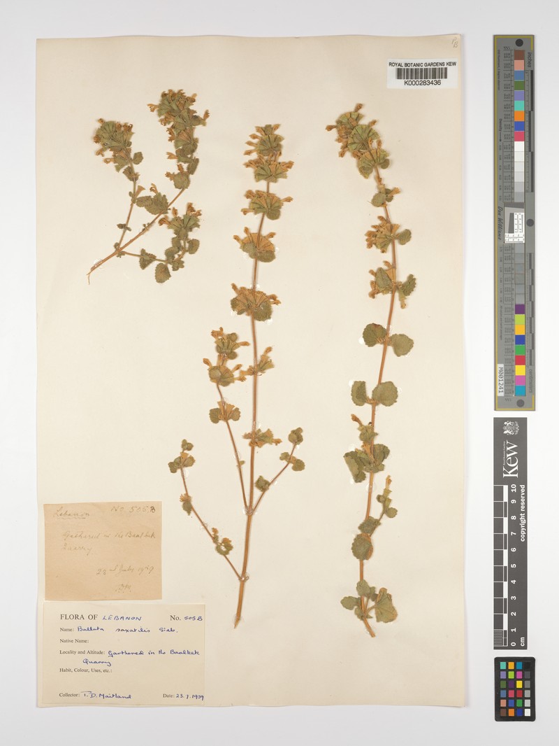 Ballota saxatilis subsp. saxatilis photo 2