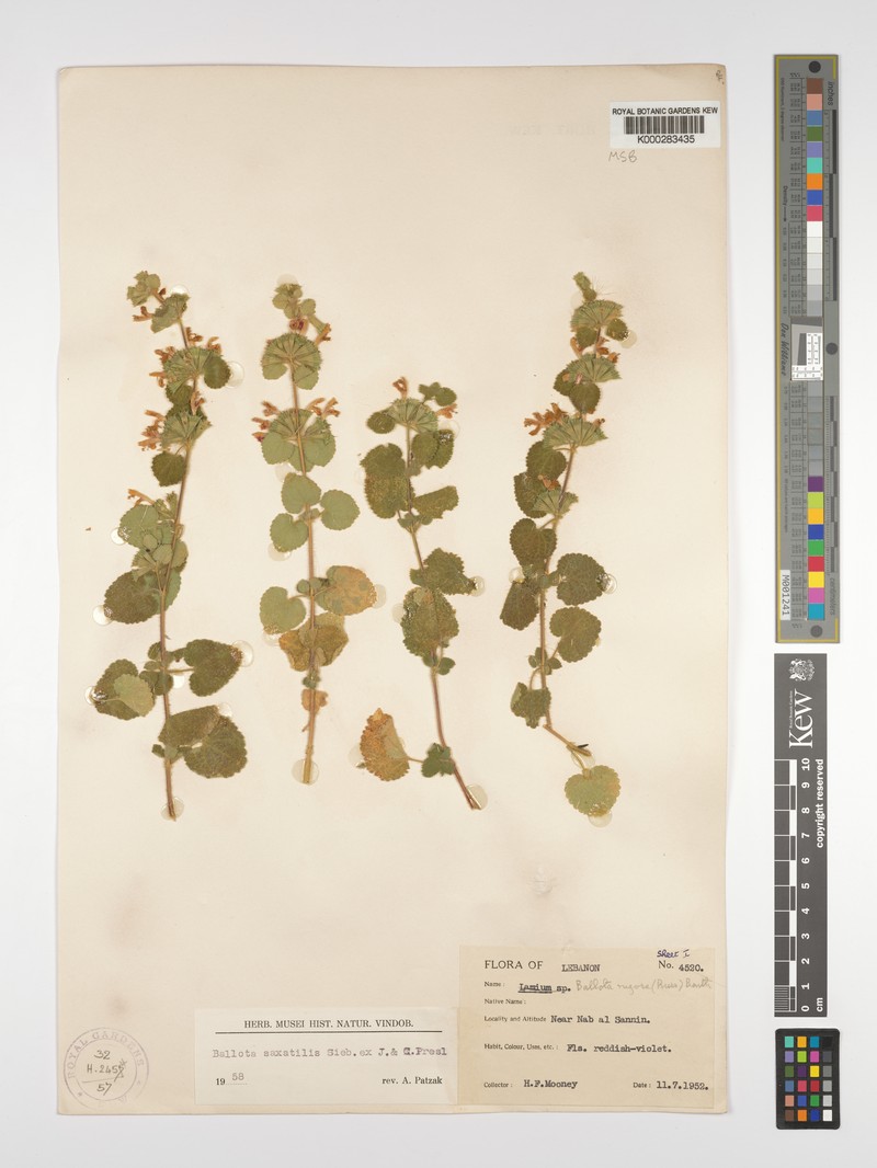 Ballota saxatilis subsp. saxatilis photo 3