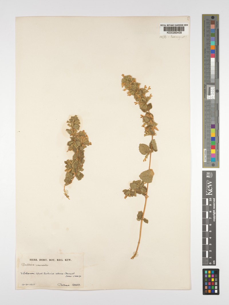 Ballota saxatilis subsp. saxatilis photo 4