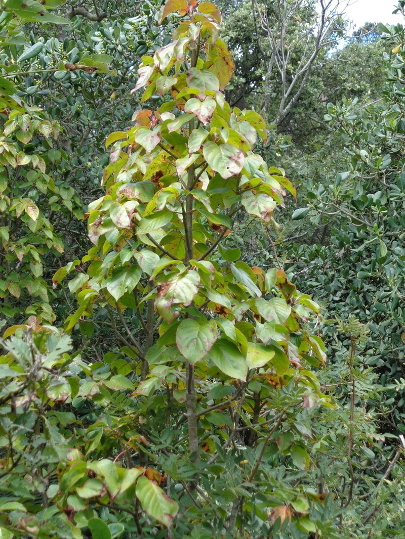 Balmea stormiae