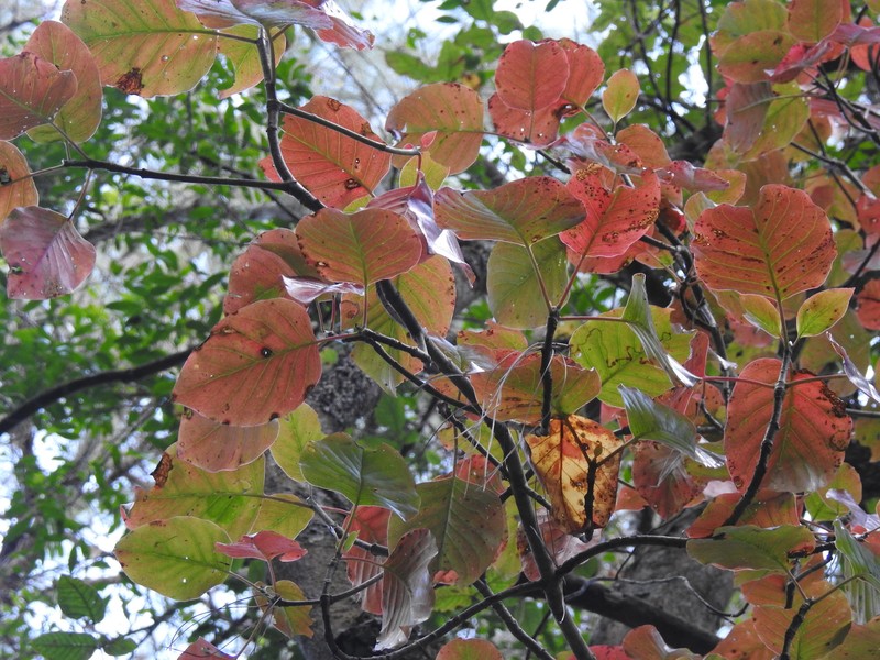 Balmea stormiae photo 5
