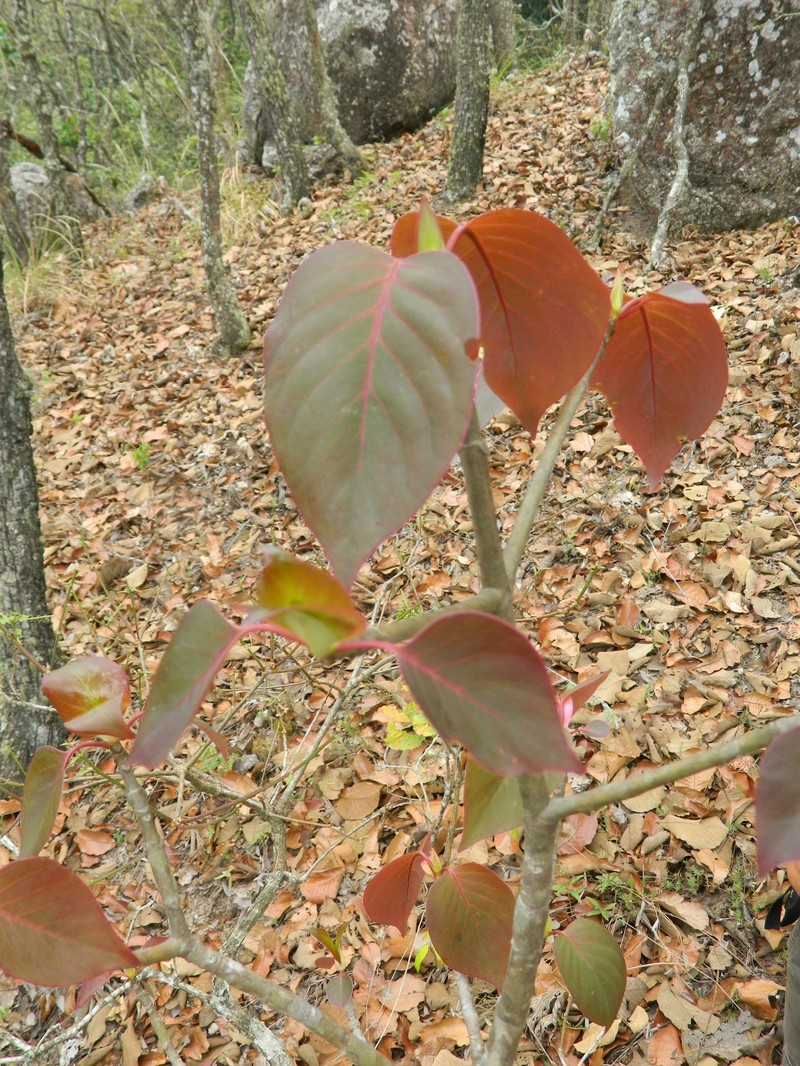 Balmea stormiae photo 6
