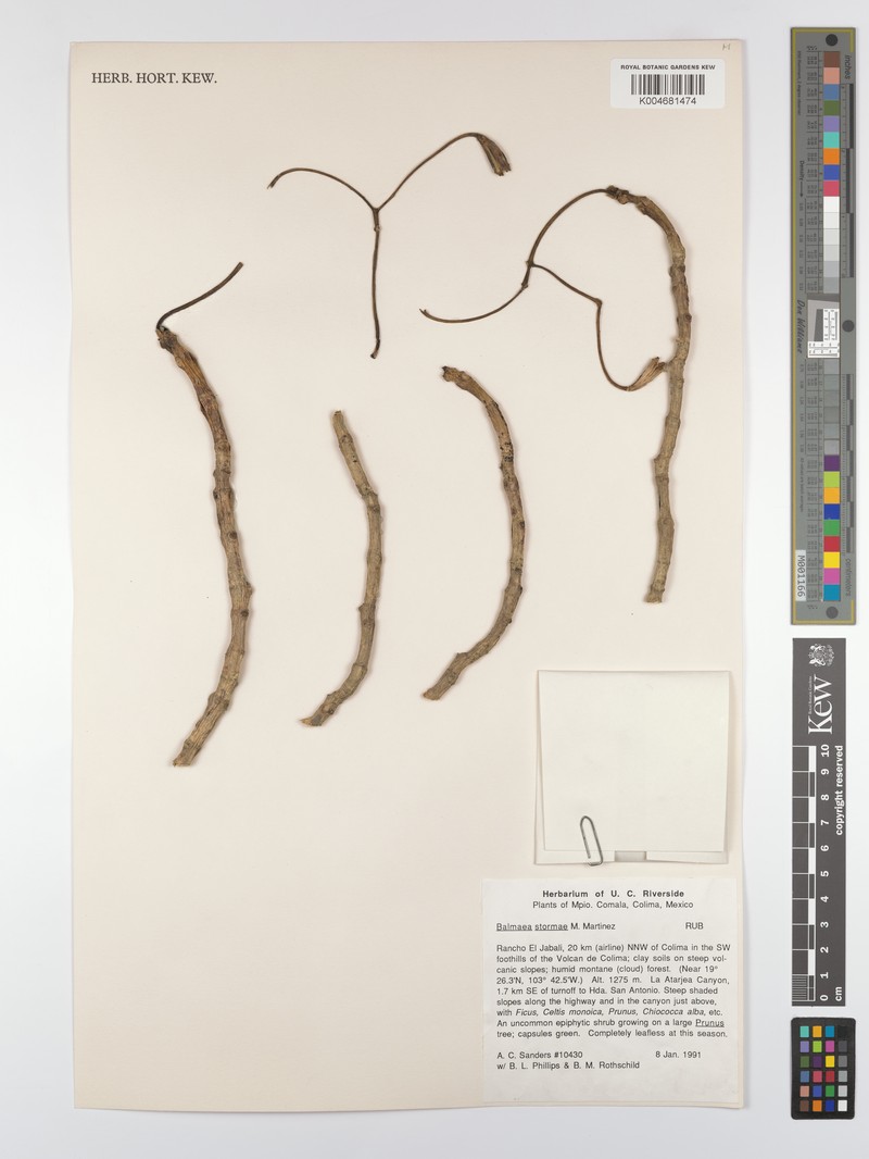Balmea stormiae photo 8