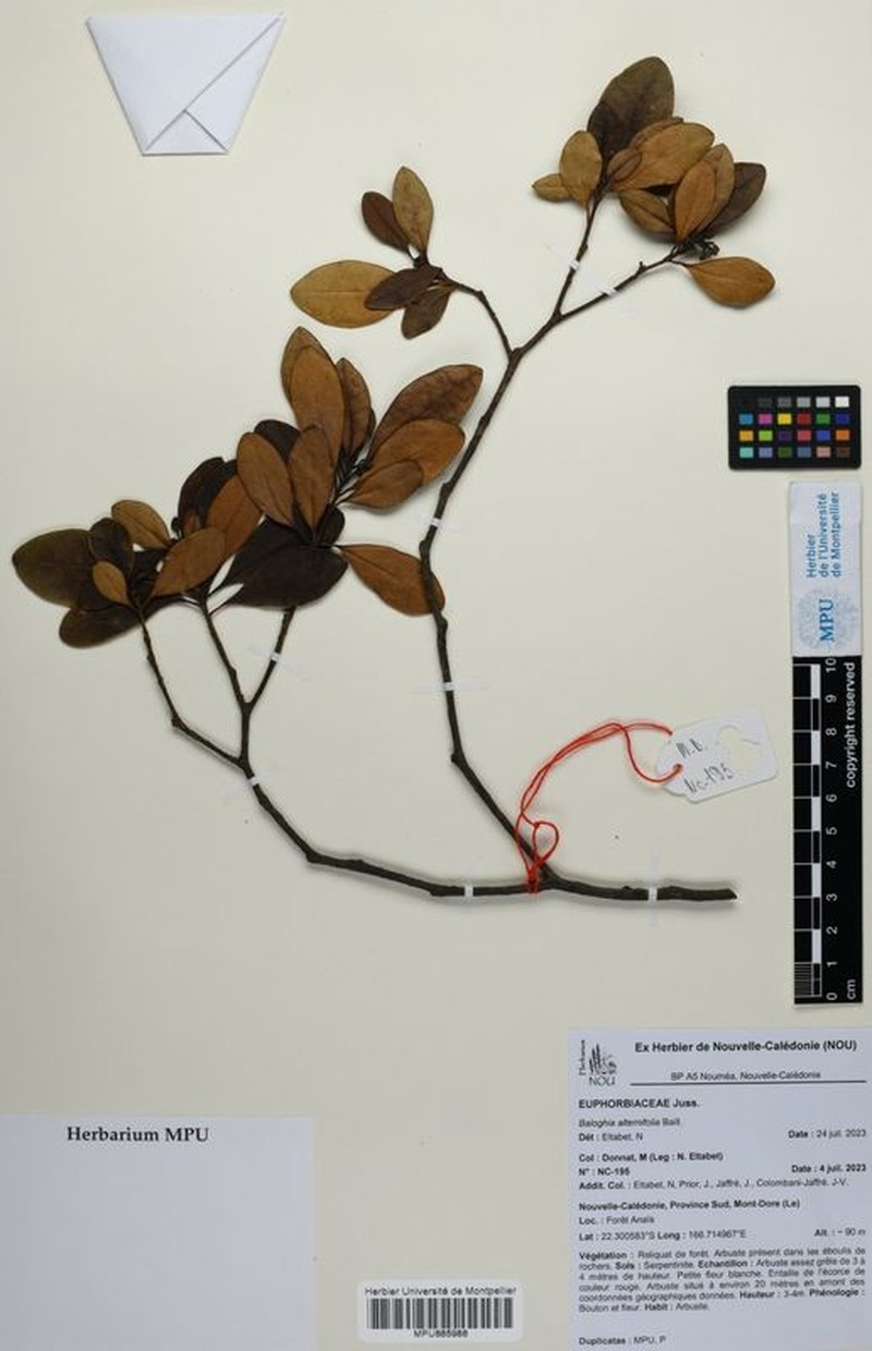 Baloghia alternifolia