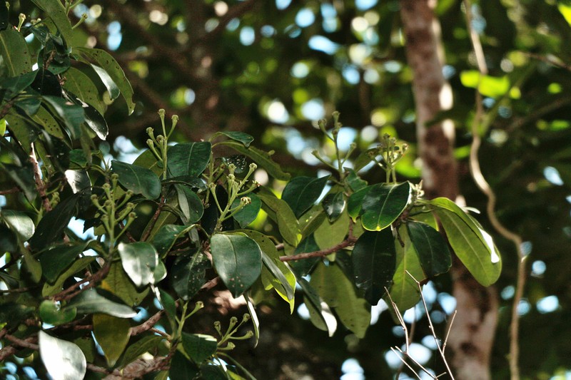 Baloghia alternifolia photo 2