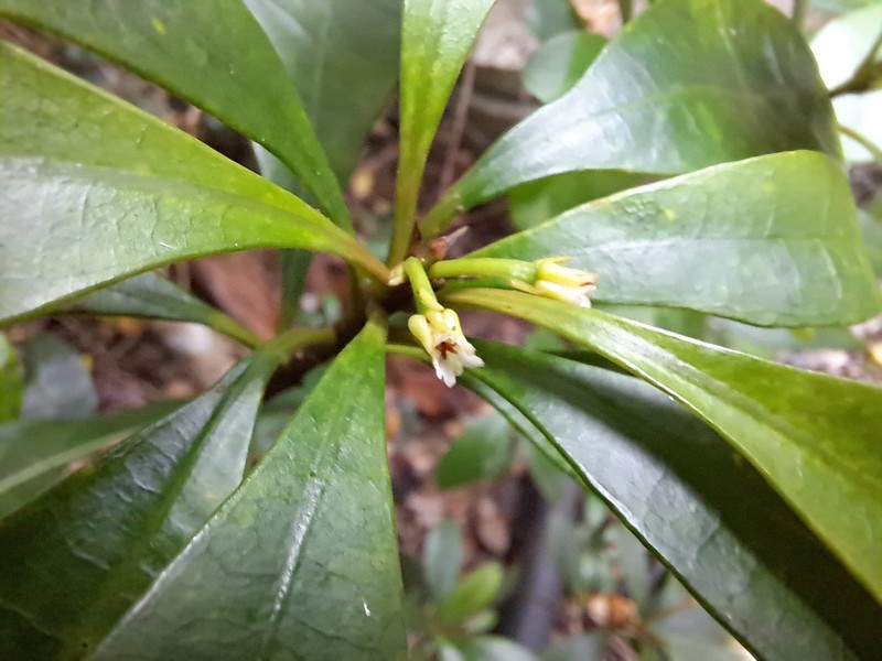 Baloghia alternifolia photo 3