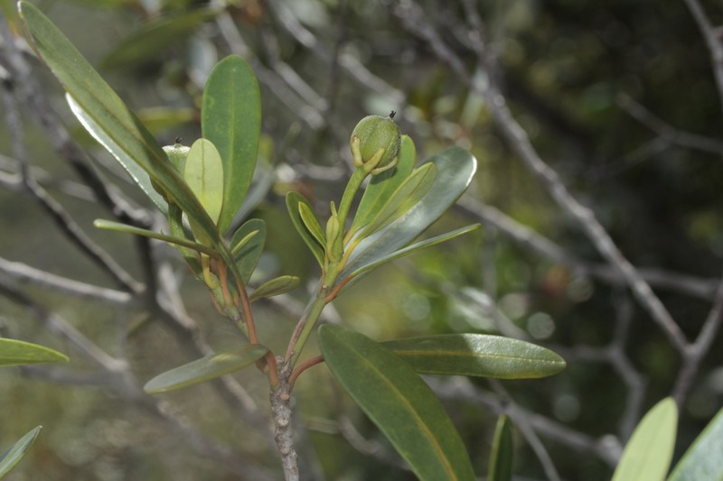 Baloghia alternifolia photo 4