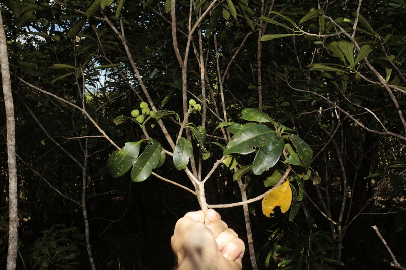 Baloghia alternifolia photo 5