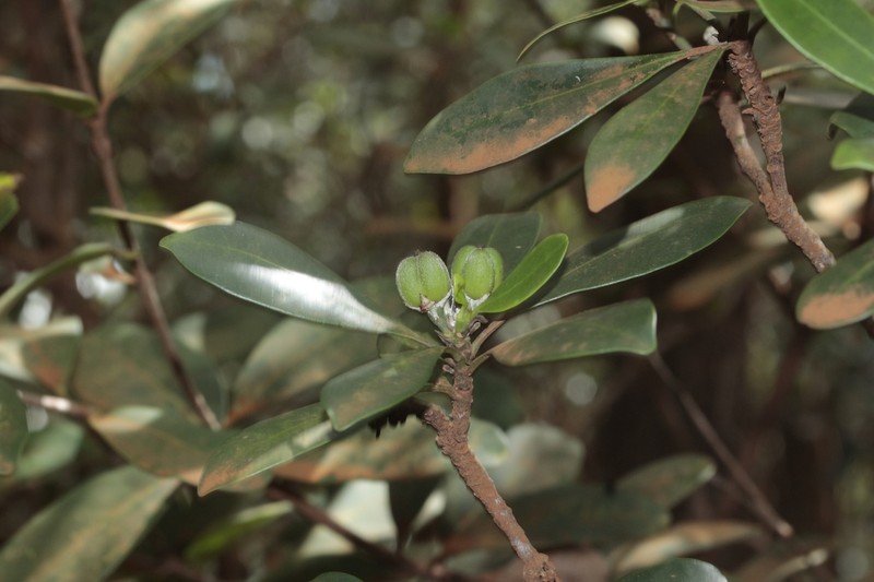 Baloghia alternifolia photo 6