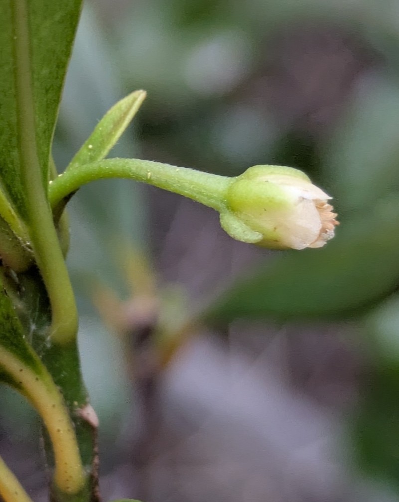 Baloghia alternifolia photo 7