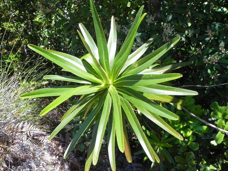Baloghia anisomera photo 3