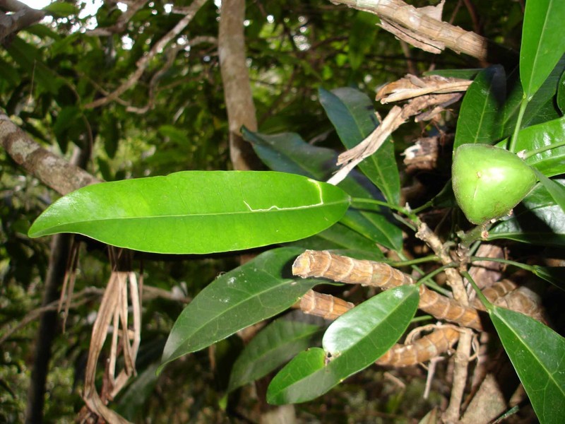 Baloghia balansae photo 6