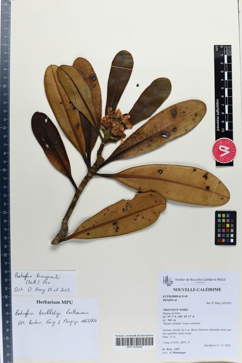 Baloghia brongniartii