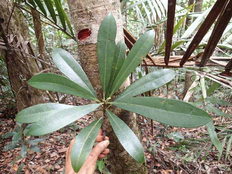 Baloghia bureavii photo 2