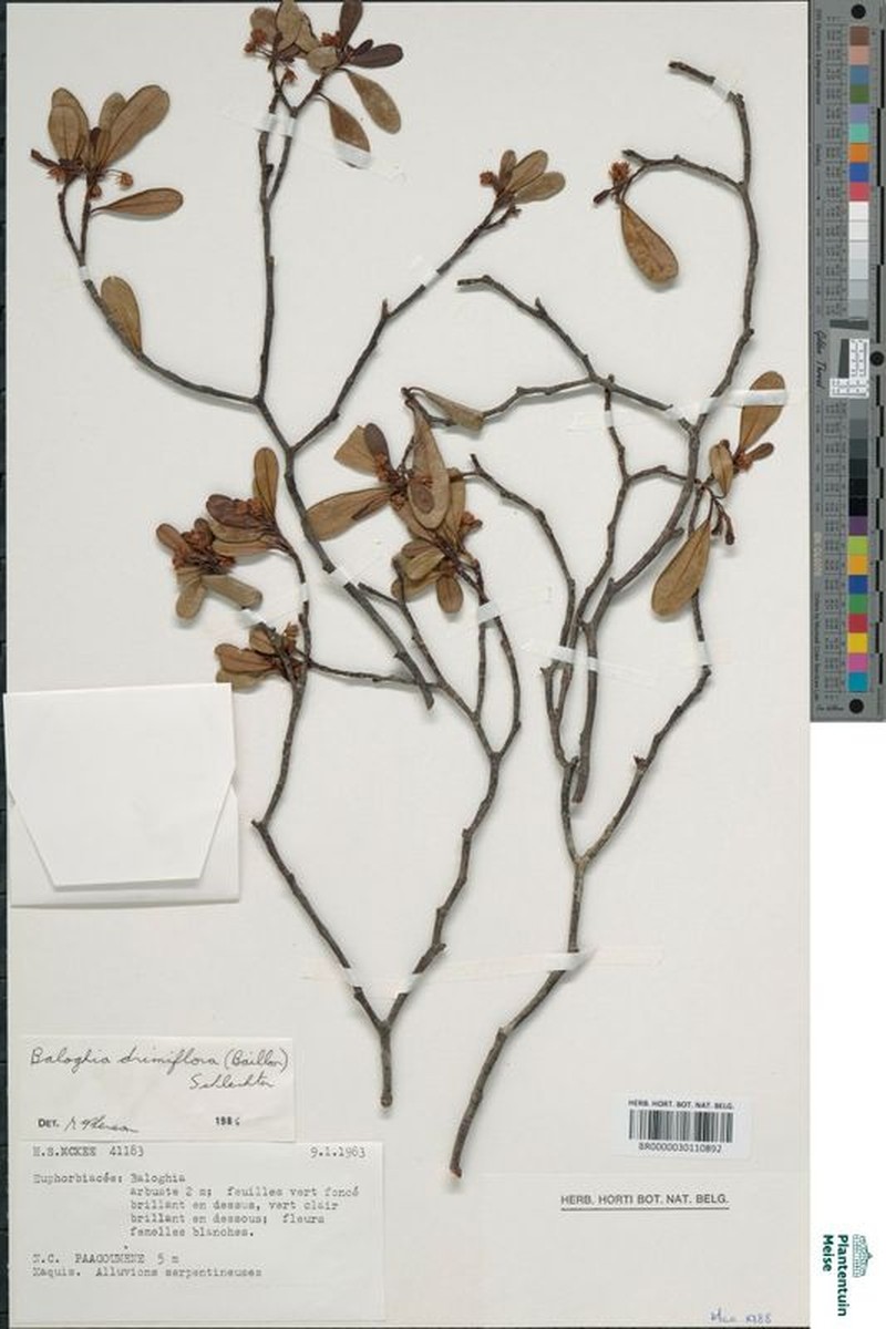 Baloghia drimiflora