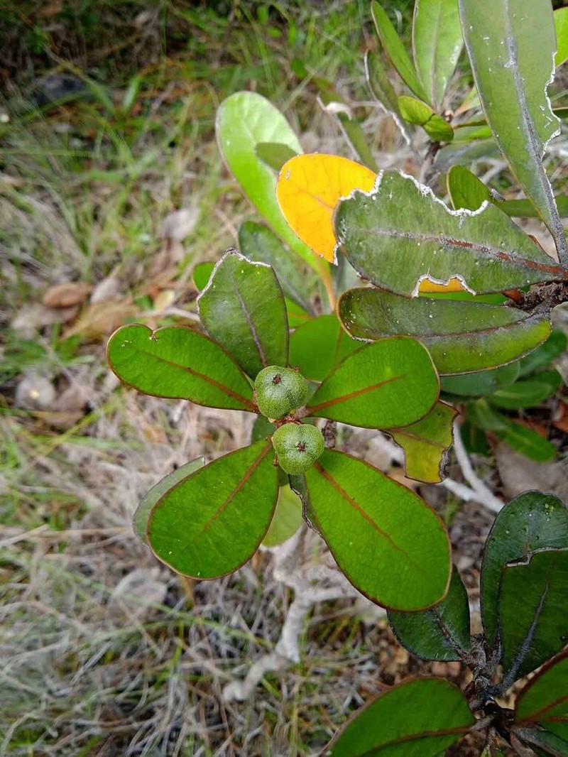 Baloghia drimiflora photo 2